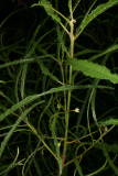 Rhamnus frangula 'Aspleniifolia' RCP05-07 248.jpg